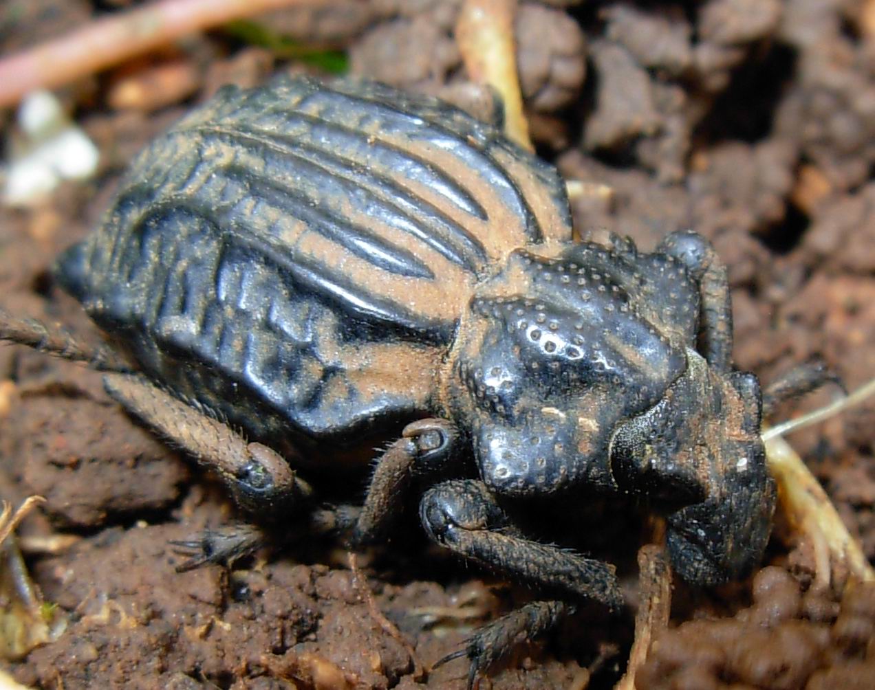 Brachycerus chi? undatus