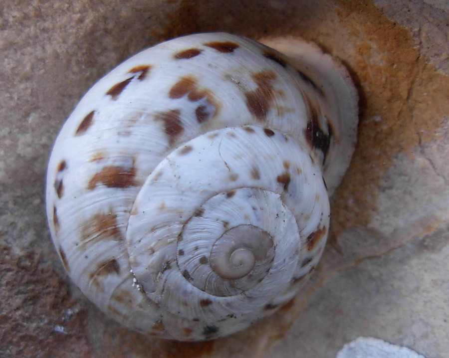 Escursione malacologica nel trapanese Marmorana scabriuscula