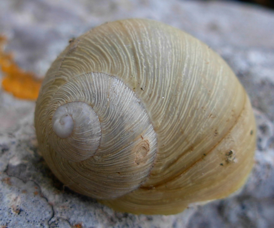 Escursione malacologica nel trapanese