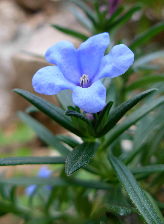 Lithodora rosmarinifolia