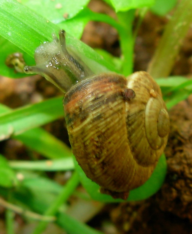 identificazione chiocciolina