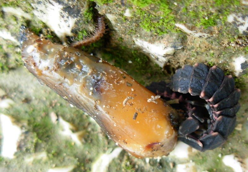 Nuova larva di lucciola