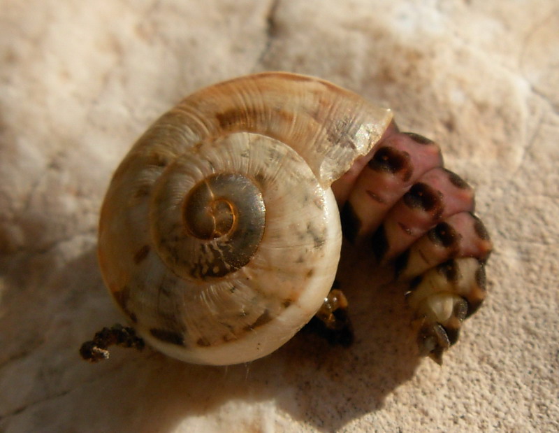 Nuova larva di lucciola