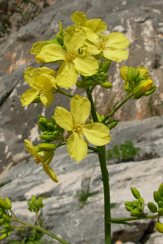 Brassica villosa subsp. drepanensis / Cavolo di Trapani