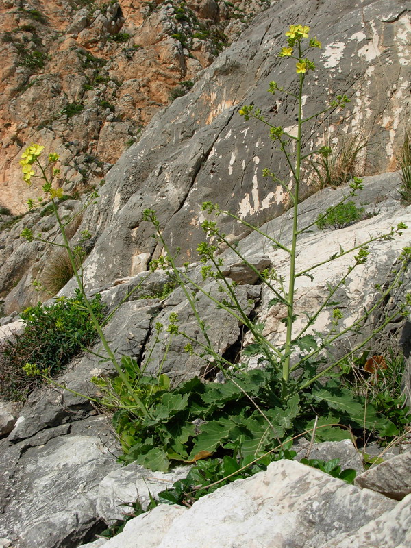 Brassica villosa subsp. drepanensis / Cavolo di Trapani