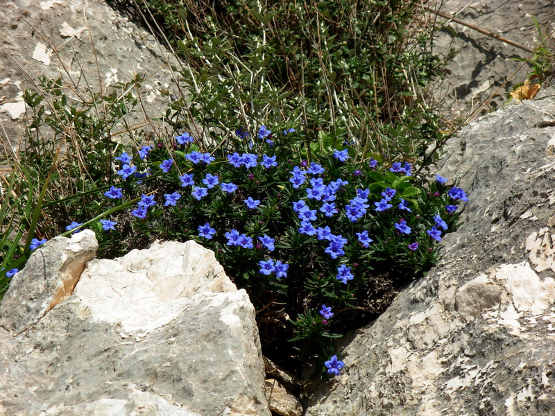 Lithodora rosmarinifolia