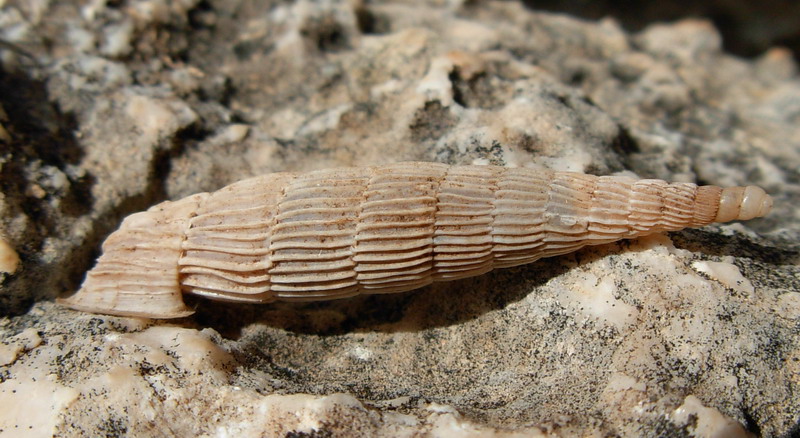 Siciliaria crassicostata nel trapanese