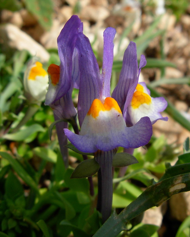 Linaria reflexa / Linajola riflessa