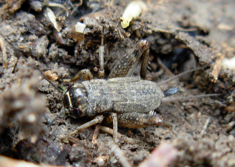 Piccolo grillo siculo: cfr. Eumodicogryllus bordigalensis