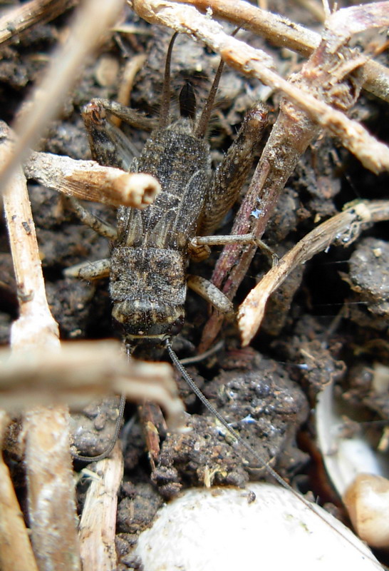 Piccolo grillo siculo: cfr. Eumodicogryllus bordigalensis