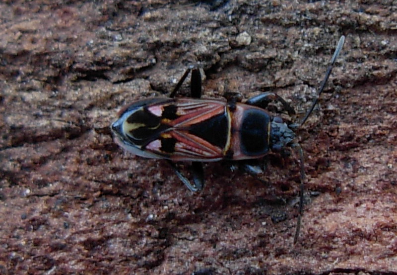 Raglius tristis e Xanthochilus saturnius