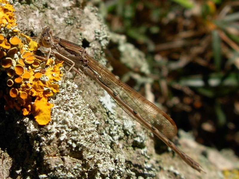 Sympecma fusca (Lestidae)