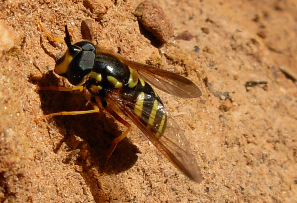 Chrysotoxum intermedium