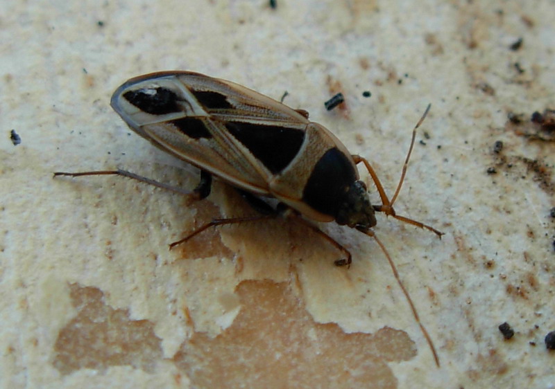 Raglius tristis e Xanthochilus saturnius