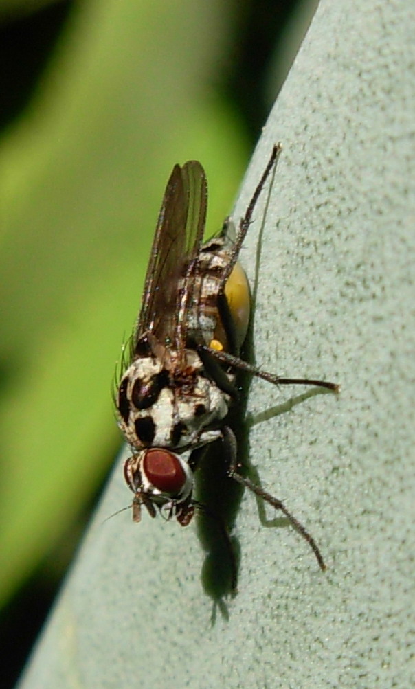 Anthomyia quinquemaculata