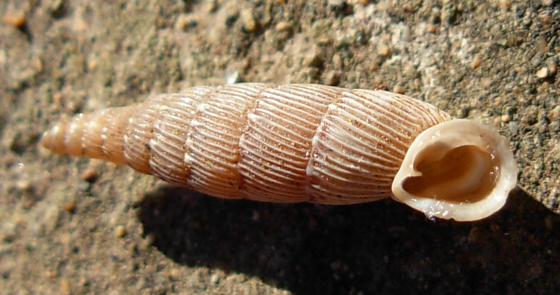 Papillifera papillaris affinis (Philippi, 1836)