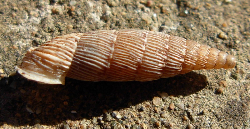 Papillifera papillaris affinis (Philippi, 1836)