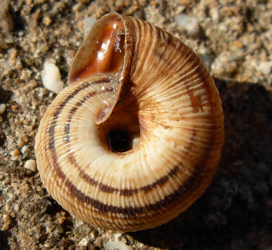 identificazione chiocciolina