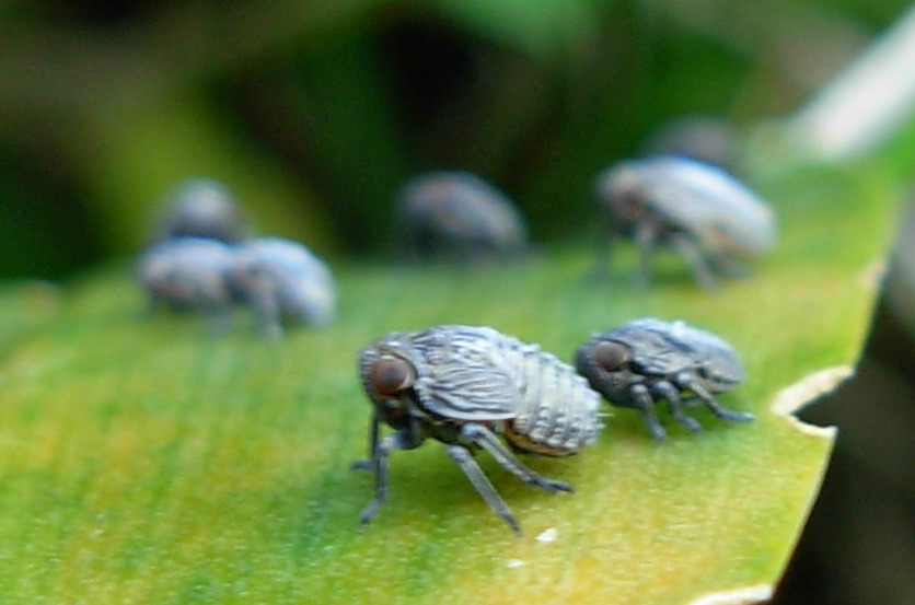 Hysteropterum sp. (ninfe)