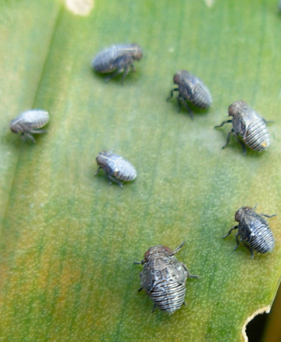 Hysteropterum sp. (ninfe)