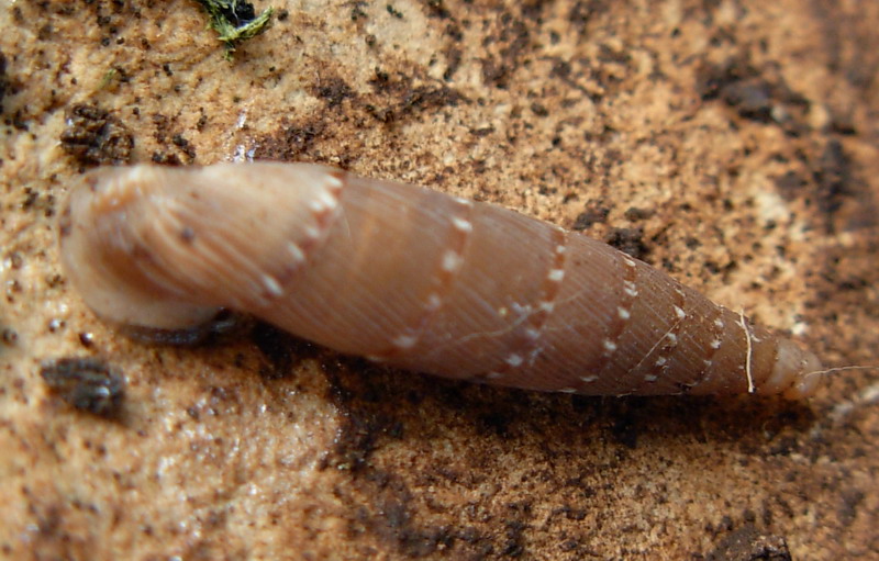 Papillifera papillaris affinis (Philippi, 1836)