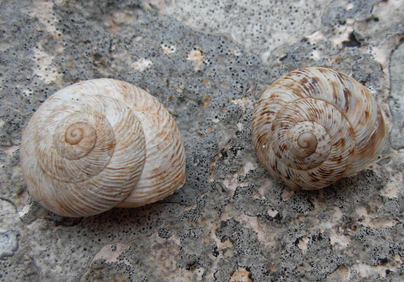 Marmorana