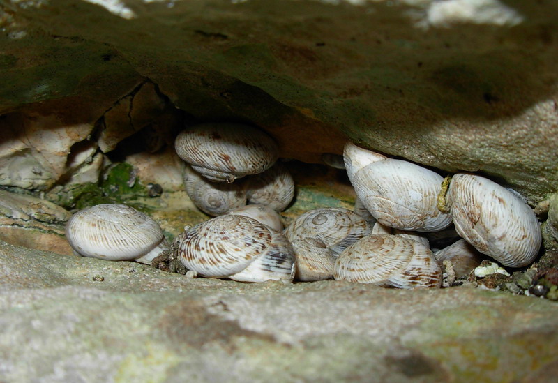 Marmorana