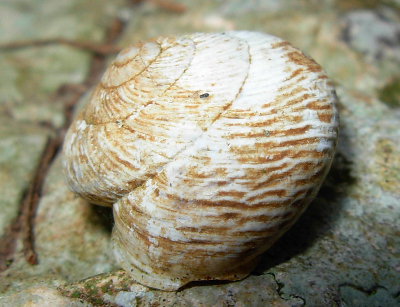 Marmorana