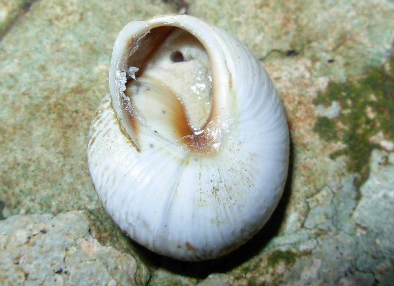 Marmorana