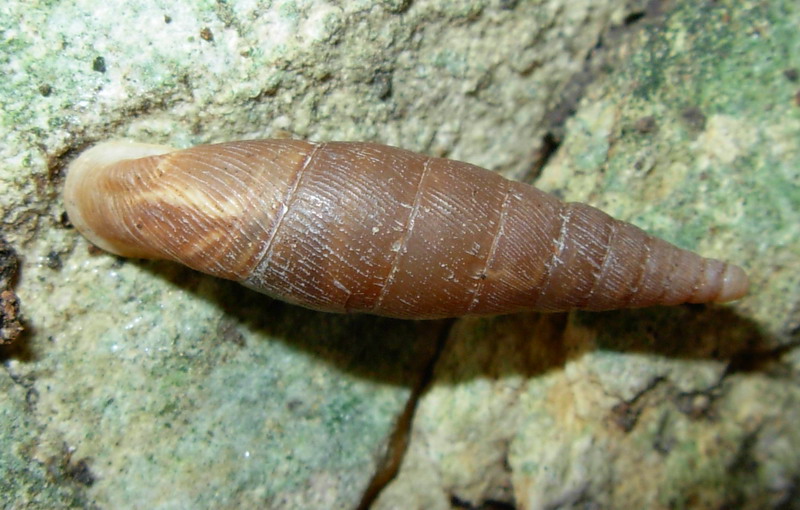 Clausiliidae