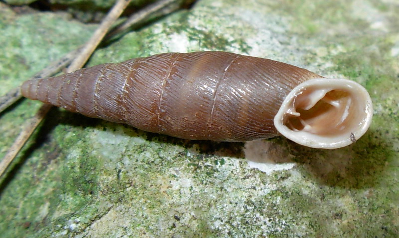 Clausiliidae