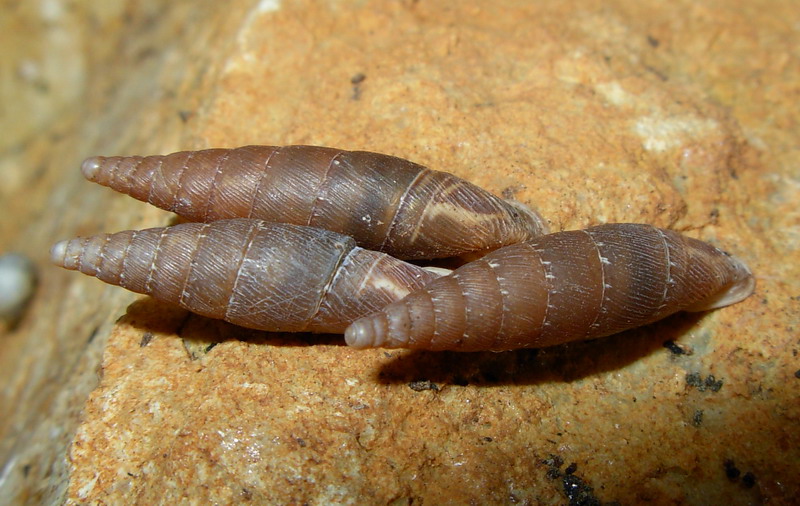 Clausiliidae