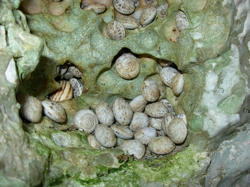 Marmorana
