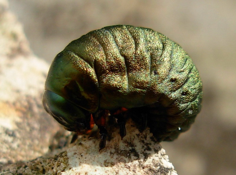 Larva di Timarcha