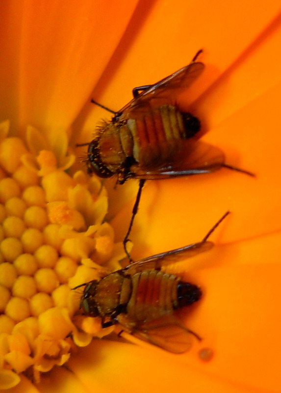 Ditteri con fascia arancione: Usia versicolor (Bombyliidae)