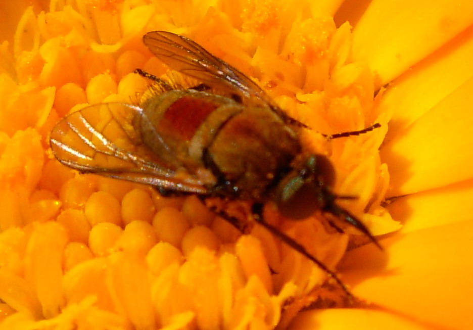 Ditteri con fascia arancione: Usia versicolor (Bombyliidae)