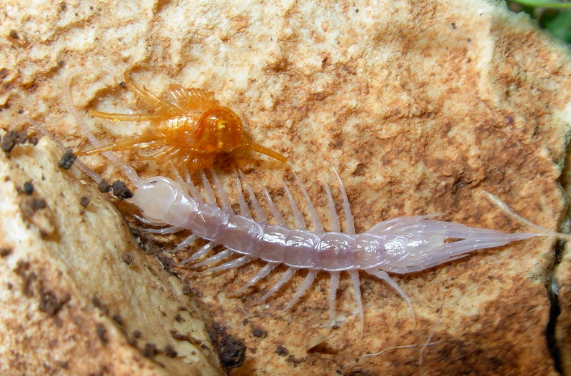 Muta Lithobiidae