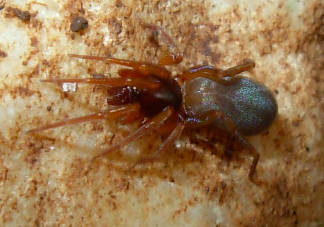 Dysderidae minor e maior
