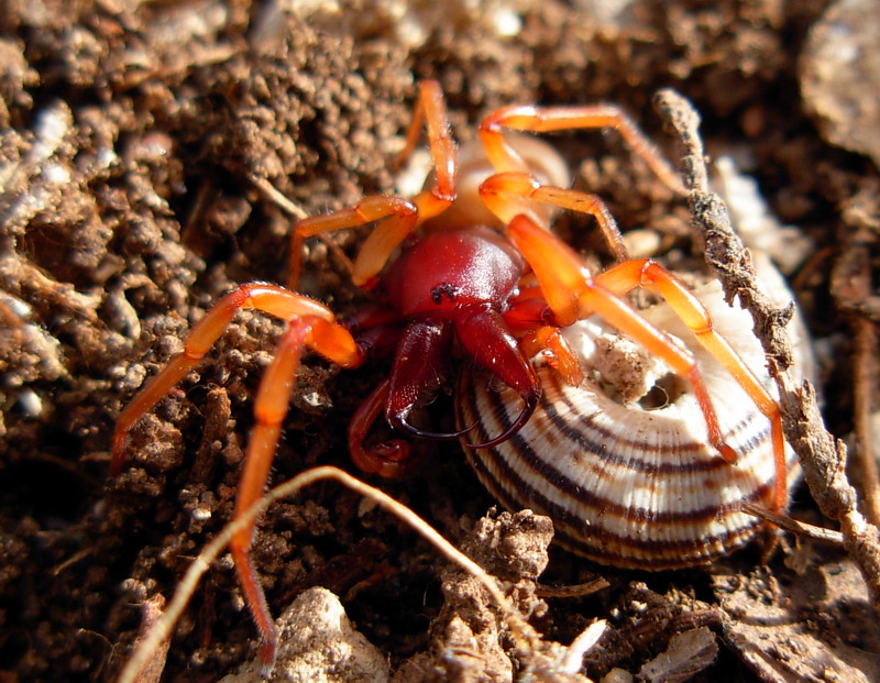 Dysderidae minor e maior