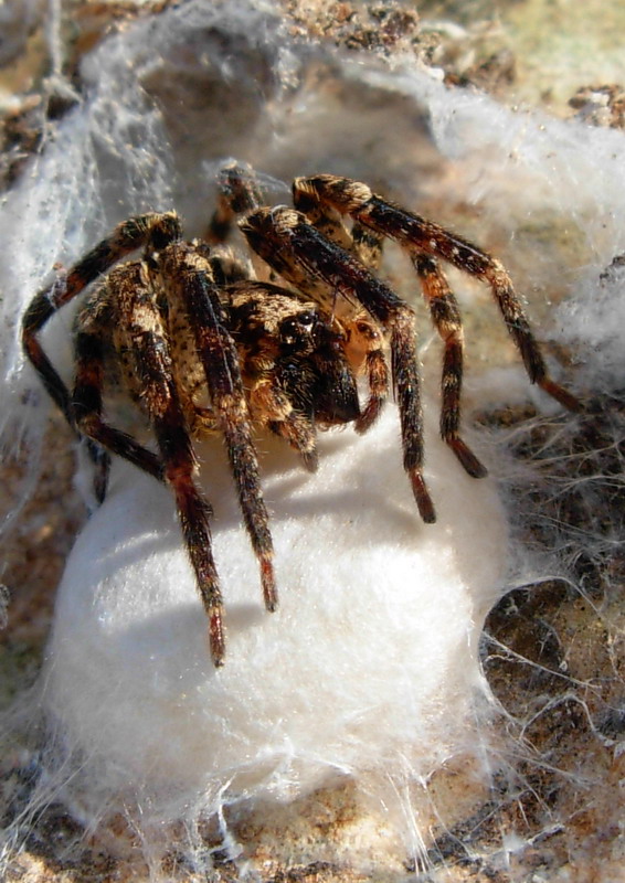 Mamma iperprotettiva (Zoropsis spinimana)