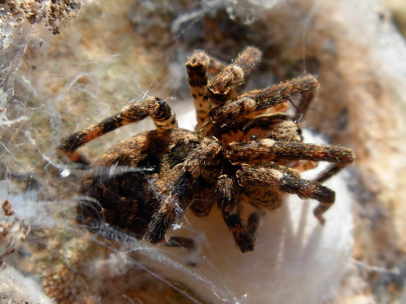 Mamma iperprotettiva (Zoropsis spinimana)