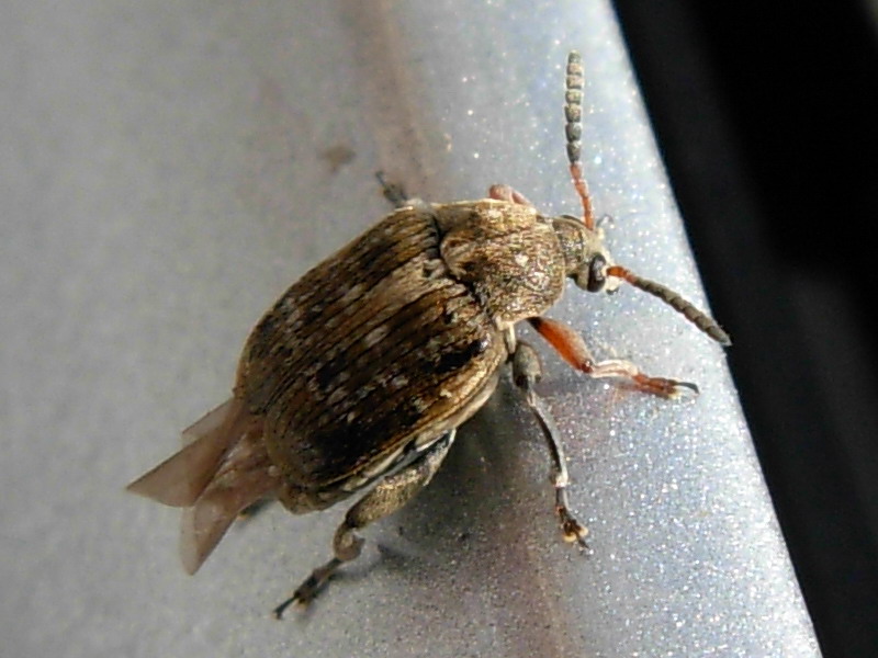 Chrysomelidae Bruchinae:    Bruchus rufimanus