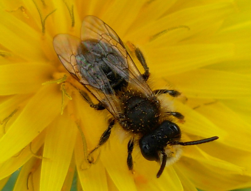 Piccola ape da identificare: Andrena cfr. taraxaci