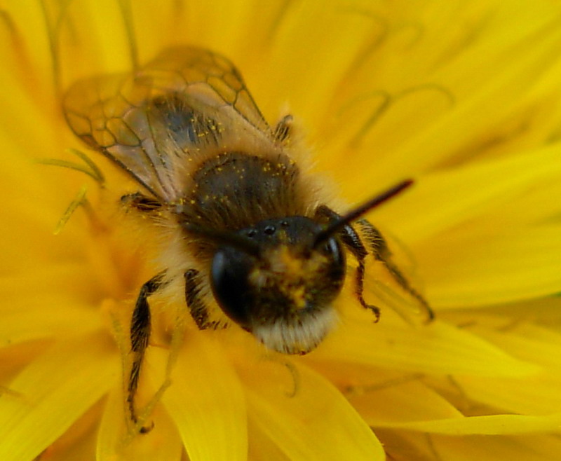 Piccola ape da identificare: Andrena cfr. taraxaci