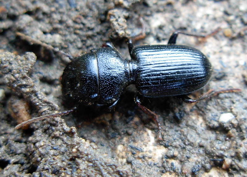 Ditomus clypeatus di Erice