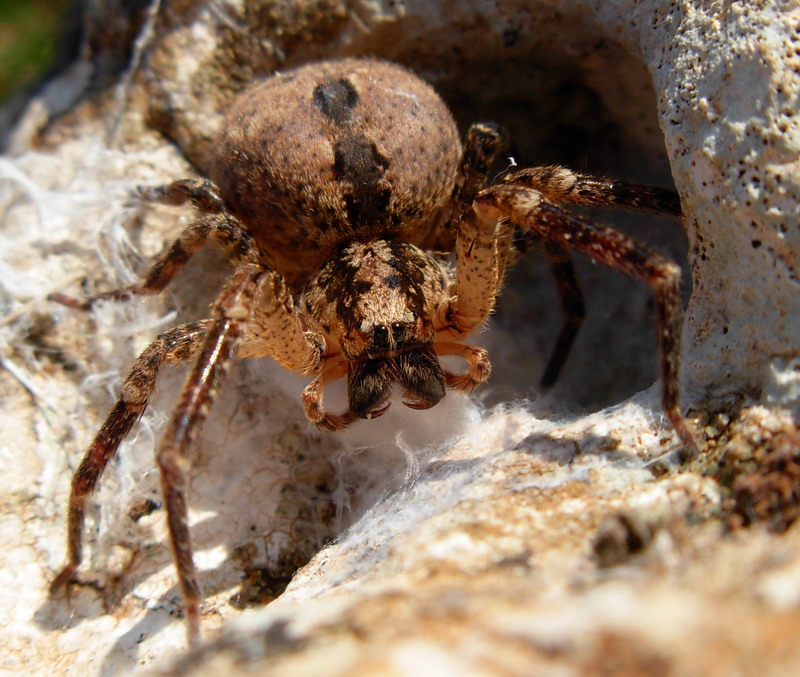 Mamma iperprotettiva (Zoropsis spinimana)