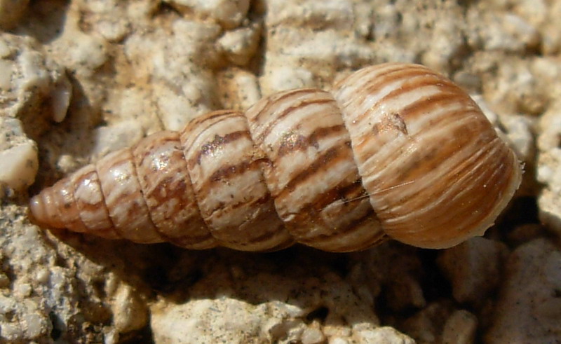 Cochlicella acuta (O.F. Mller, 1774)