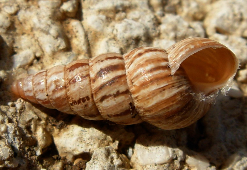 Cochlicella acuta (O.F. Mller, 1774)