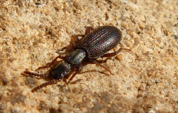 Stenosis (Sicilia)
