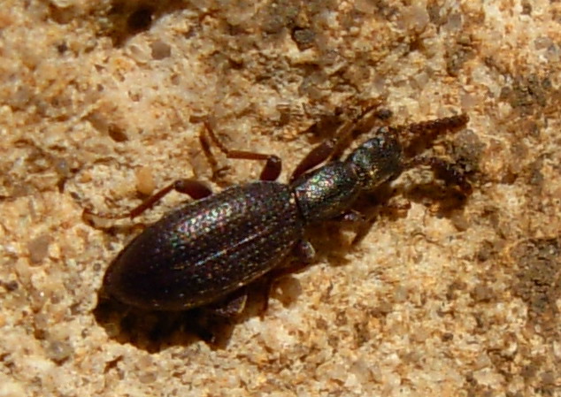 Stenosis (Sicilia)